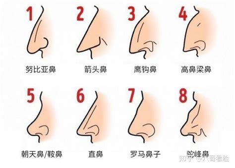 鼻相分析|14种鼻型图解 最全鼻子看相解读命运